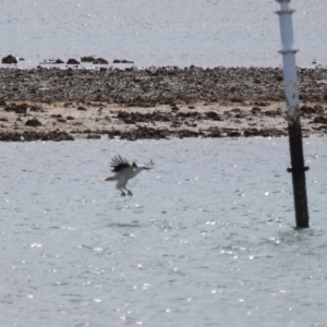 Haliaeetus leucogaster at Cleveland, QLD - 24 Sep 2023 10:31 AM