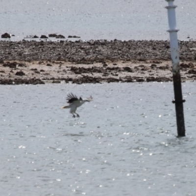 Haliaeetus leucogaster (White-bellied Sea-Eagle) at Cleveland, QLD - 24 Sep 2023 by TimL