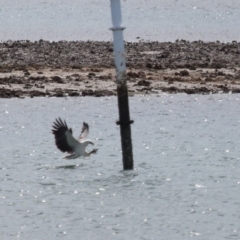 Haliaeetus leucogaster at Cleveland, QLD - 24 Sep 2023 10:31 AM