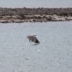 Haliaeetus leucogaster at Cleveland, QLD - 24 Sep 2023 10:31 AM