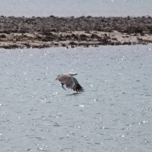 Haliaeetus leucogaster at Cleveland, QLD - 24 Sep 2023 10:31 AM
