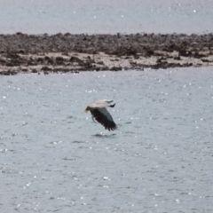 Haliaeetus leucogaster at Cleveland, QLD - 24 Sep 2023 10:31 AM