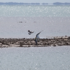 Haliaeetus leucogaster at Cleveland, QLD - 24 Sep 2023 10:31 AM