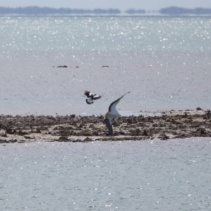 Haliaeetus leucogaster at Cleveland, QLD - 24 Sep 2023 10:31 AM