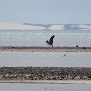 Haliaeetus leucogaster at Cleveland, QLD - 24 Sep 2023