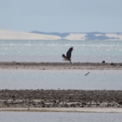 Haliaeetus leucogaster (White-bellied Sea-Eagle) at Cleveland, QLD - 24 Sep 2023 by TimL