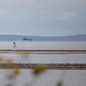 Haliaeetus leucogaster at Cleveland, QLD - 24 Sep 2023 10:32 AM