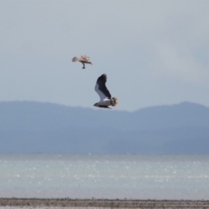 Haliaeetus leucogaster at Cleveland, QLD - 24 Sep 2023