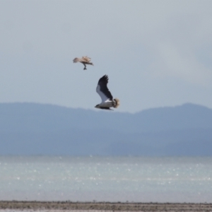 Haliaeetus leucogaster at Cleveland, QLD - 24 Sep 2023 10:32 AM