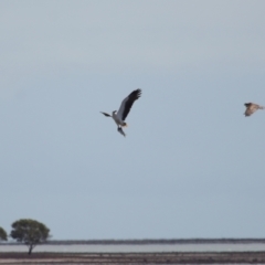 Haliaeetus leucogaster at Cleveland, QLD - 24 Sep 2023 10:32 AM