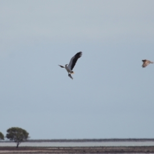 Haliaeetus leucogaster at Cleveland, QLD - 24 Sep 2023