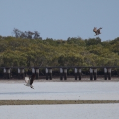 Haliaeetus leucogaster at Cleveland, QLD - 24 Sep 2023