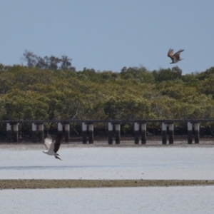 Haliaeetus leucogaster at Cleveland, QLD - 24 Sep 2023 10:32 AM
