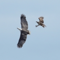 Haliaeetus leucogaster (White-bellied Sea-Eagle) at Ormiston, QLD - 24 Sep 2023 by TimL