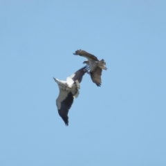 Haliaeetus leucogaster at Ormiston, QLD - 24 Sep 2023 10:32 AM