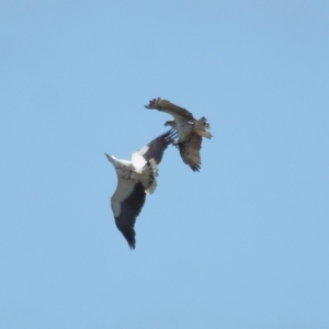 Haliaeetus leucogaster at Ormiston, QLD - 24 Sep 2023