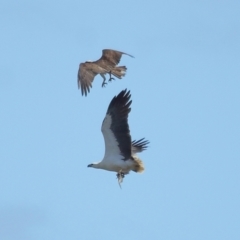 Haliaeetus leucogaster at Ormiston, QLD - 24 Sep 2023 10:32 AM