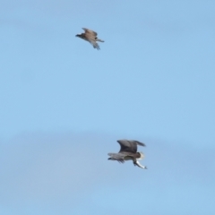 Haliaeetus leucogaster at Ormiston, QLD - 24 Sep 2023 10:32 AM