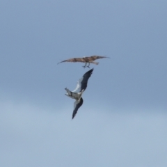 Haliaeetus leucogaster at Ormiston, QLD - 24 Sep 2023 10:32 AM