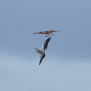 Haliaeetus leucogaster at Ormiston, QLD - 24 Sep 2023 10:32 AM