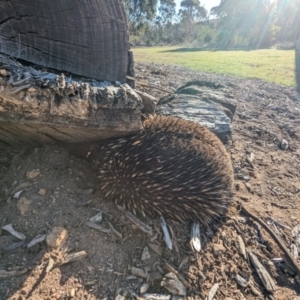 Tachyglossus aculeatus at Stromlo, ACT - 22 Sep 2023
