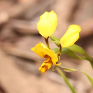 Diuris nigromontana at O'Connor, ACT - 28 Sep 2023