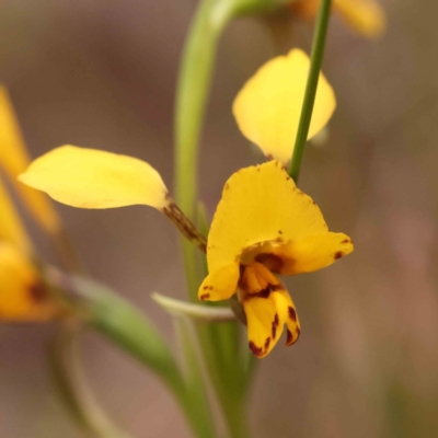 Diuris nigromontana (Black Mountain Leopard Orchid) at Caladenia Forest, O'Connor - 27 Sep 2023 by ConBoekel