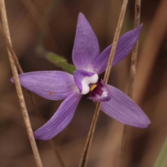 Glossodia major (Wax Lip Orchid) at O'Connor, ACT - 27 Sep 2023 by ConBoekel