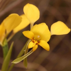 Diuris nigromontana (Black Mountain Leopard Orchid) at Caladenia Forest, O'Connor - 27 Sep 2023 by ConBoekel