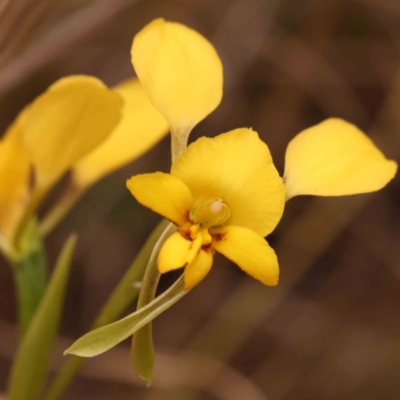 Diuris nigromontana (Black Mountain Leopard Orchid) at Acton, ACT - 27 Sep 2023 by ConBoekel