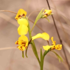 Diuris nigromontana (Black Mountain Leopard Orchid) at Acton, ACT - 27 Sep 2023 by ConBoekel