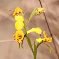 Diuris nigromontana (Black Mountain Leopard Orchid) at Acton, ACT - 28 Sep 2023 by ConBoekel