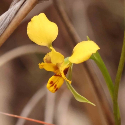 Diuris nigromontana (Black Mountain Leopard Orchid) at Caladenia Forest, O'Connor - 27 Sep 2023 by ConBoekel