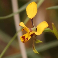 Diuris nigromontana (Black Mountain Leopard Orchid) at Caladenia Forest, O'Connor - 27 Sep 2023 by ConBoekel