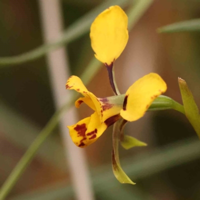 Diuris nigromontana (Black Mountain Leopard Orchid) at Caladenia Forest, O'Connor - 27 Sep 2023 by ConBoekel