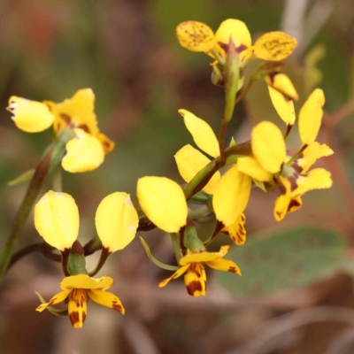 Diuris nigromontana (Black Mountain Leopard Orchid) at Caladenia Forest, O'Connor - 27 Sep 2023 by ConBoekel