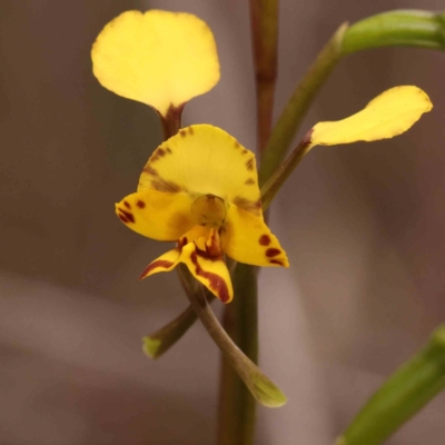 Diuris nigromontana (Black Mountain Leopard Orchid) at Caladenia Forest, O'Connor - 27 Sep 2023 by ConBoekel