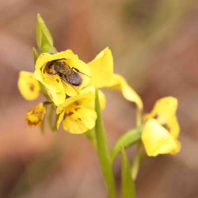 Lasioglossum (Chilalictus) lanarium (Halictid bee) at Caladenia Forest, O'Connor - 27 Sep 2023 by ConBoekel