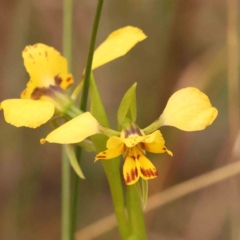 Diuris nigromontana (Black Mountain Leopard Orchid) at Caladenia Forest, O'Connor - 27 Sep 2023 by ConBoekel