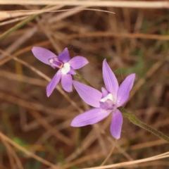 Glossodia major (Wax Lip Orchid) at Acton, ACT - 27 Sep 2023 by ConBoekel