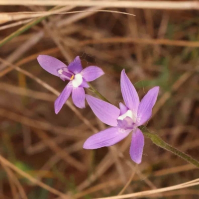 Glossodia major (Wax Lip Orchid) at Caladenia Forest, O'Connor - 27 Sep 2023 by ConBoekel