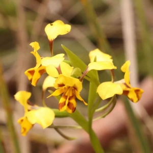 Diuris nigromontana at Acton, ACT - 28 Sep 2023