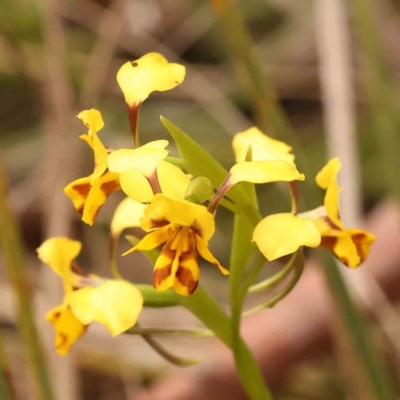 Diuris nigromontana (Black Mountain Leopard Orchid) at Caladenia Forest, O'Connor - 27 Sep 2023 by ConBoekel