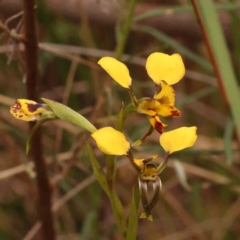 Diuris nigromontana (Black Mountain Leopard Orchid) at Caladenia Forest, O'Connor - 27 Sep 2023 by ConBoekel