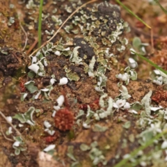 Unverified Moss, Liverwort or Hornwort at O'Connor, ACT - 28 Sep 2023 by ConBoekel