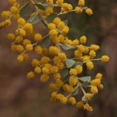 Acacia cultriformis (Knife Leaf Wattle) at Caladenia Forest, O'Connor - 27 Sep 2023 by ConBoekel