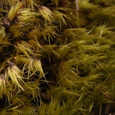 Unidentified Moss, Liverwort or Hornwort at Caladenia Forest, O'Connor - 27 Sep 2023 by ConBoekel