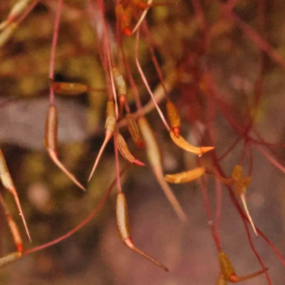 Unidentified Moss, Liverwort or Hornwort at Caladenia Forest, O'Connor - 27 Sep 2023 by ConBoekel