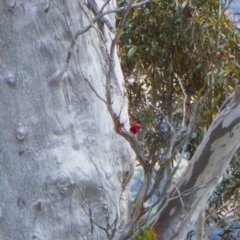 Platycercus elegans (Crimson Rosella) at QPRC LGA - 27 Sep 2023 by MB