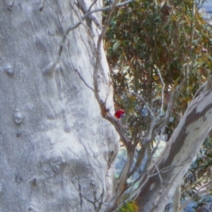 Platycercus elegans at Royalla, NSW - suppressed